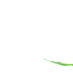 Green Cleaning Services
