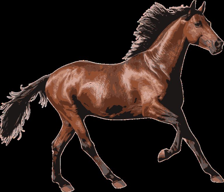 New Zealand Horse Shoe Co
