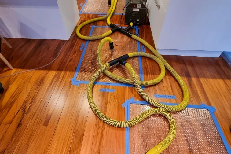 JAE Carpet Cleaning Wellington