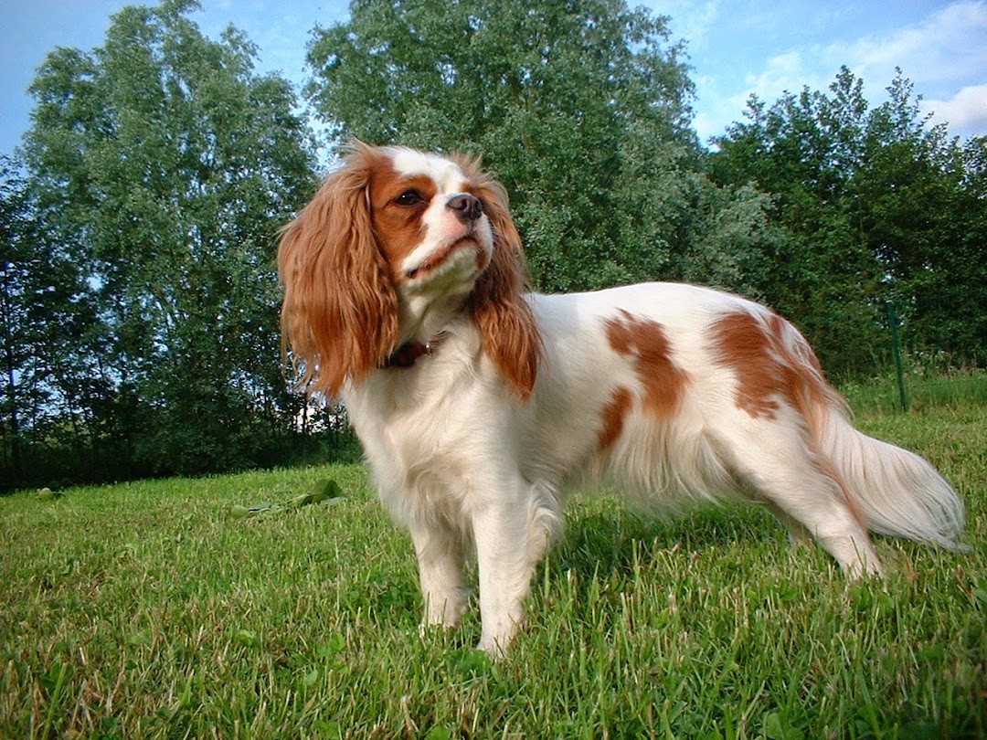 Cavalove Cavalier King Charles Spaniels