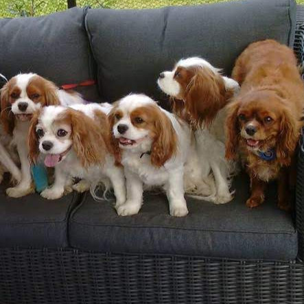 Cavalove Cavalier King Charles Spaniels
