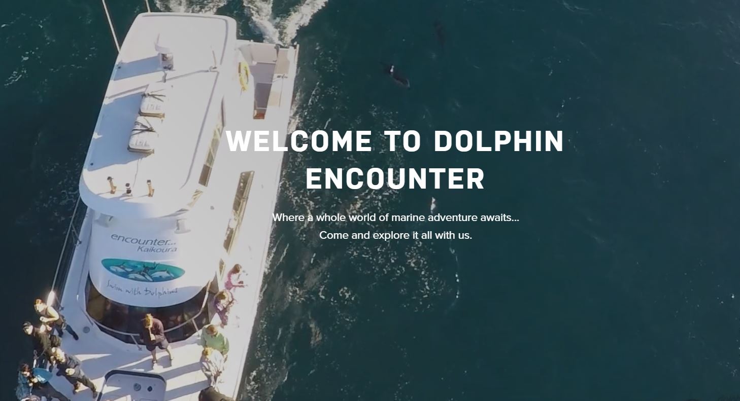 Dolphin Encounters Kaikoura