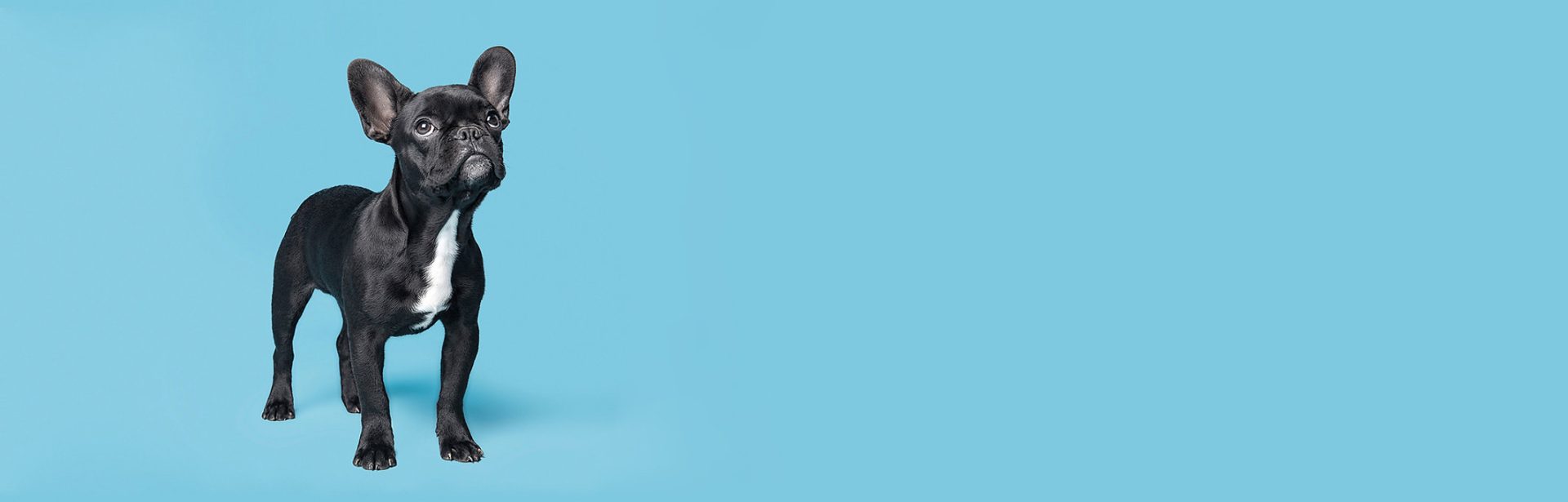 Pets and Care Veterinary Clinic