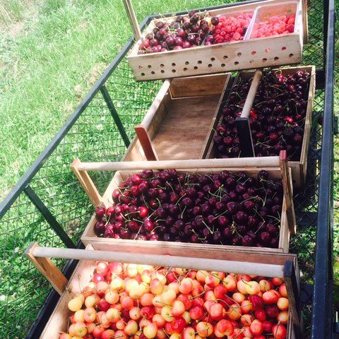 Tram road fruit farm PYO