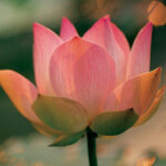 The Lotus-Heart