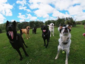 Coastal kennels