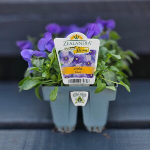 Lushingtons Garden Centre