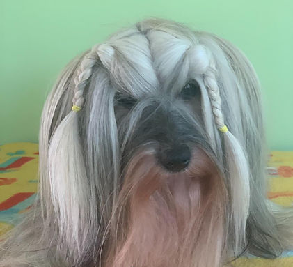 Cubana Havanese
