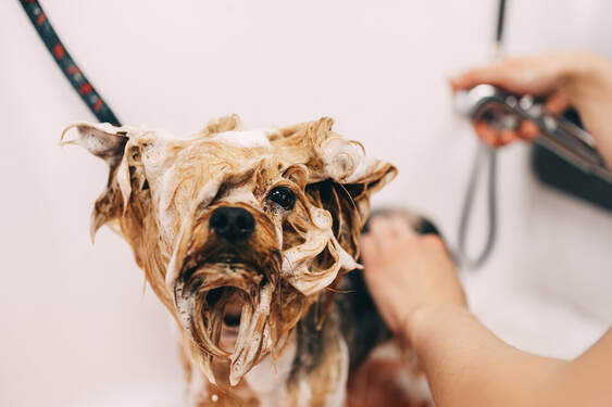 Pawfection Grooming Salon