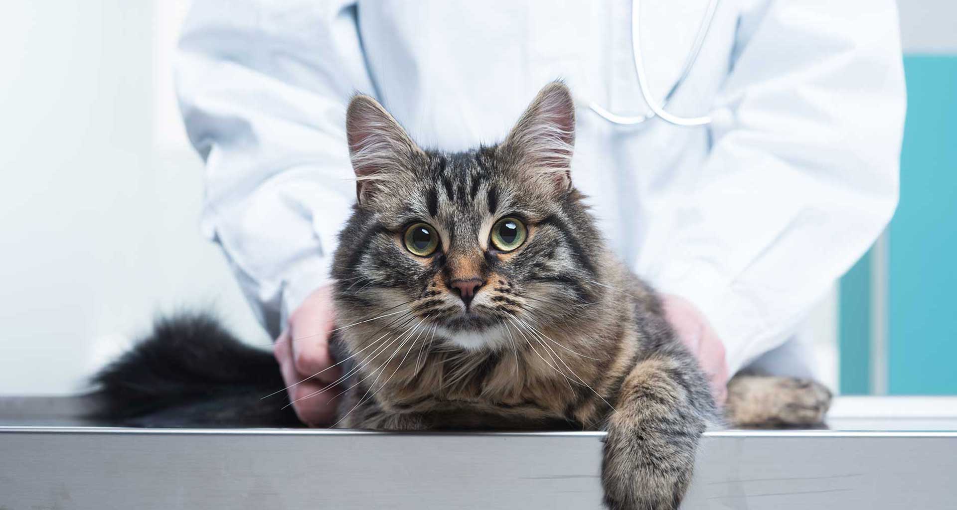 Pet Doctors