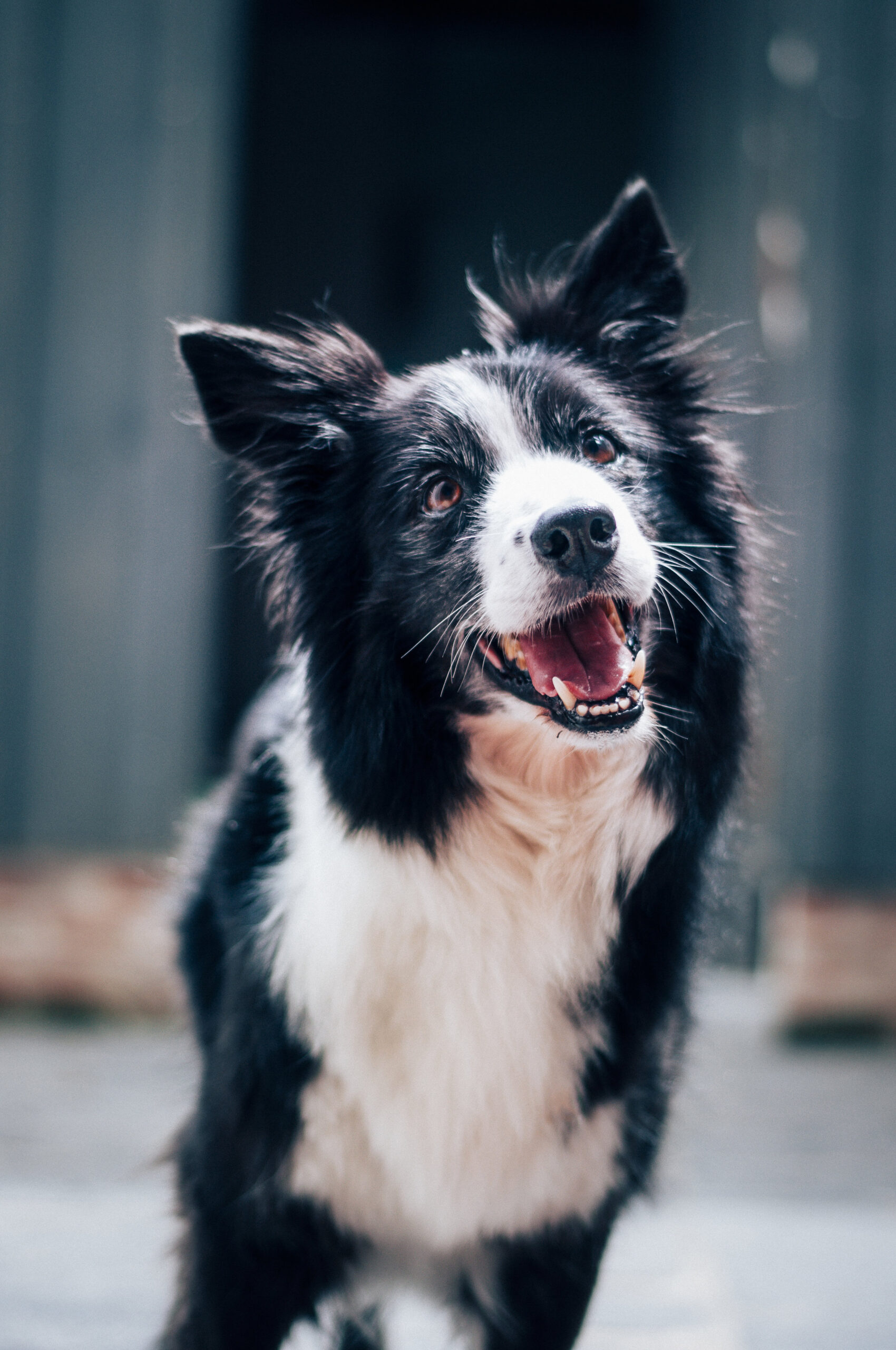 A Dog’s Day
