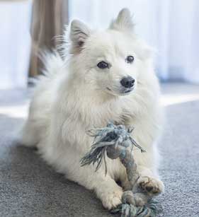 Homestays for Dogs