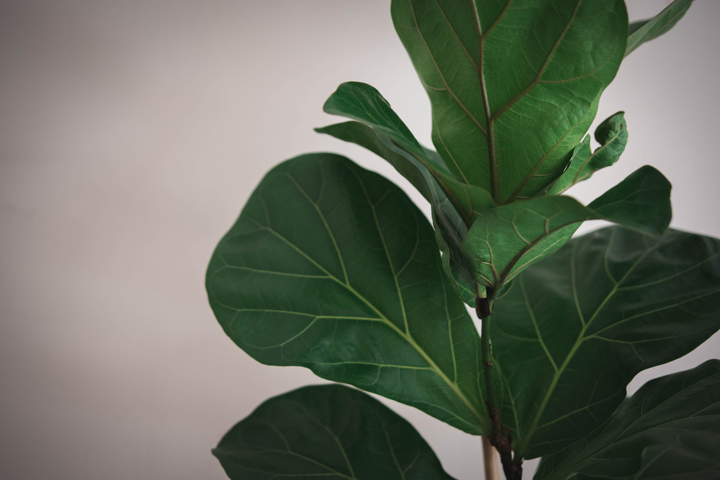 The Green Goose – Indoor Plants and Styling