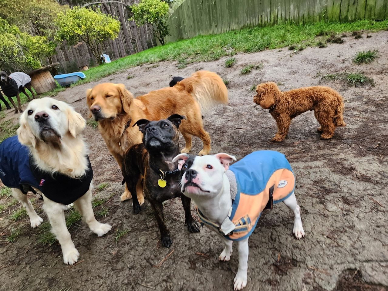 Wags’n’Woofs