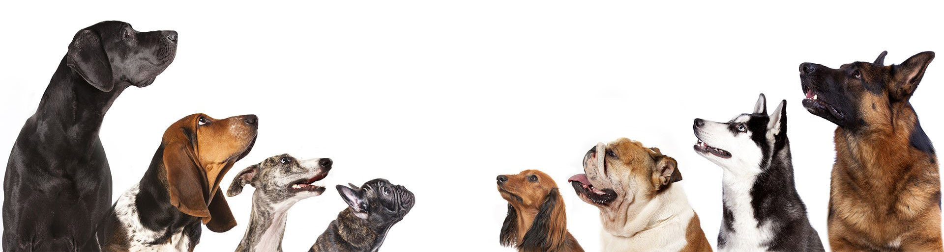 We Deliver Pet Food