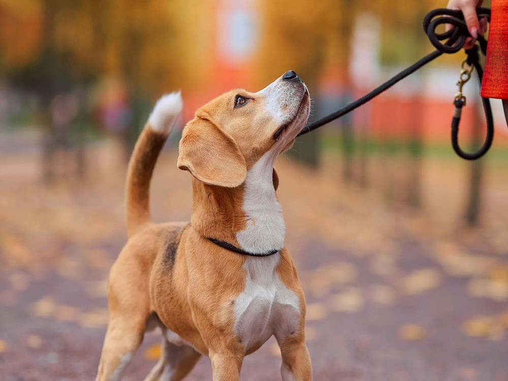 Kool K9 Training