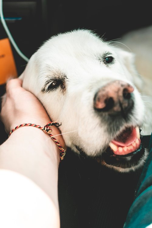 People and Pets Assist