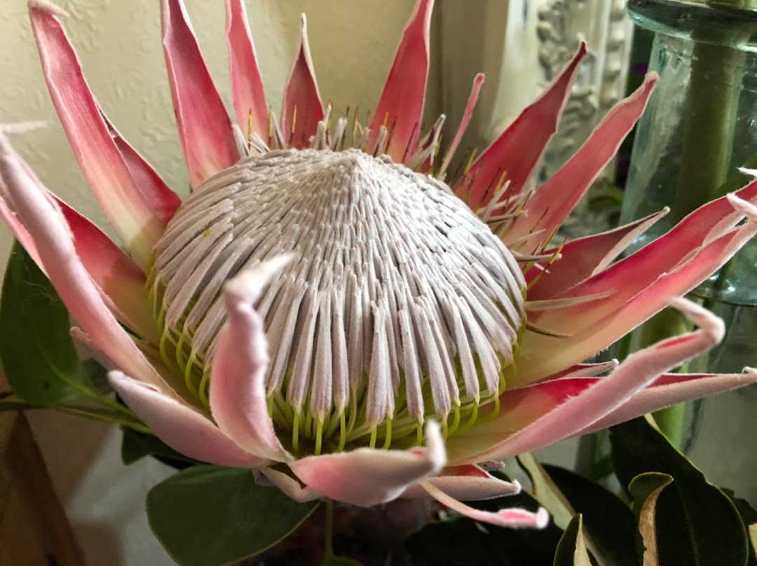 Passion Posies