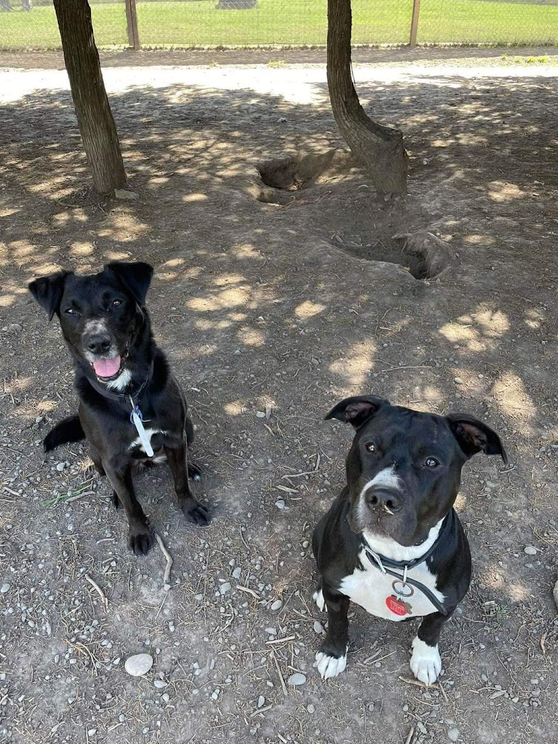 BARK Kennels & Cattery