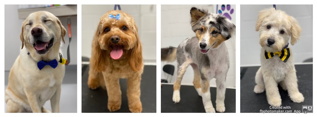 The Dog Spa & Wagging Tails Daycare