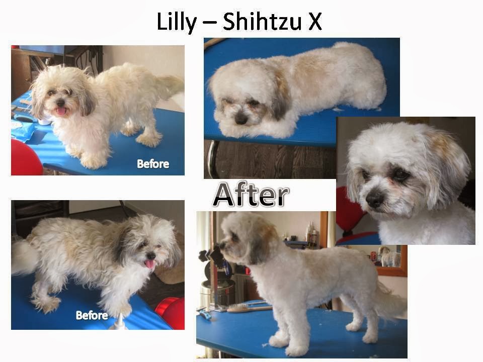 Bracks Breeding & Dog Grooming