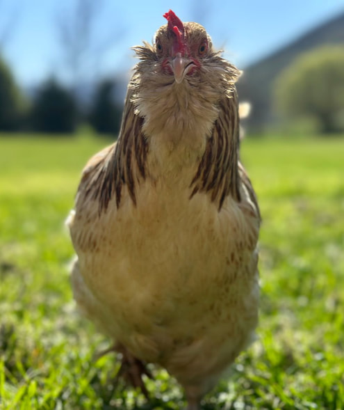 Pet Pirouette