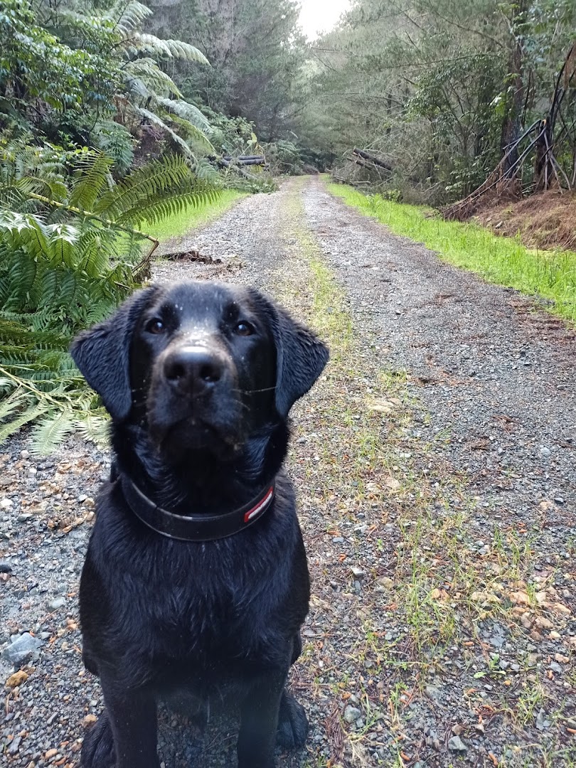 4 paws