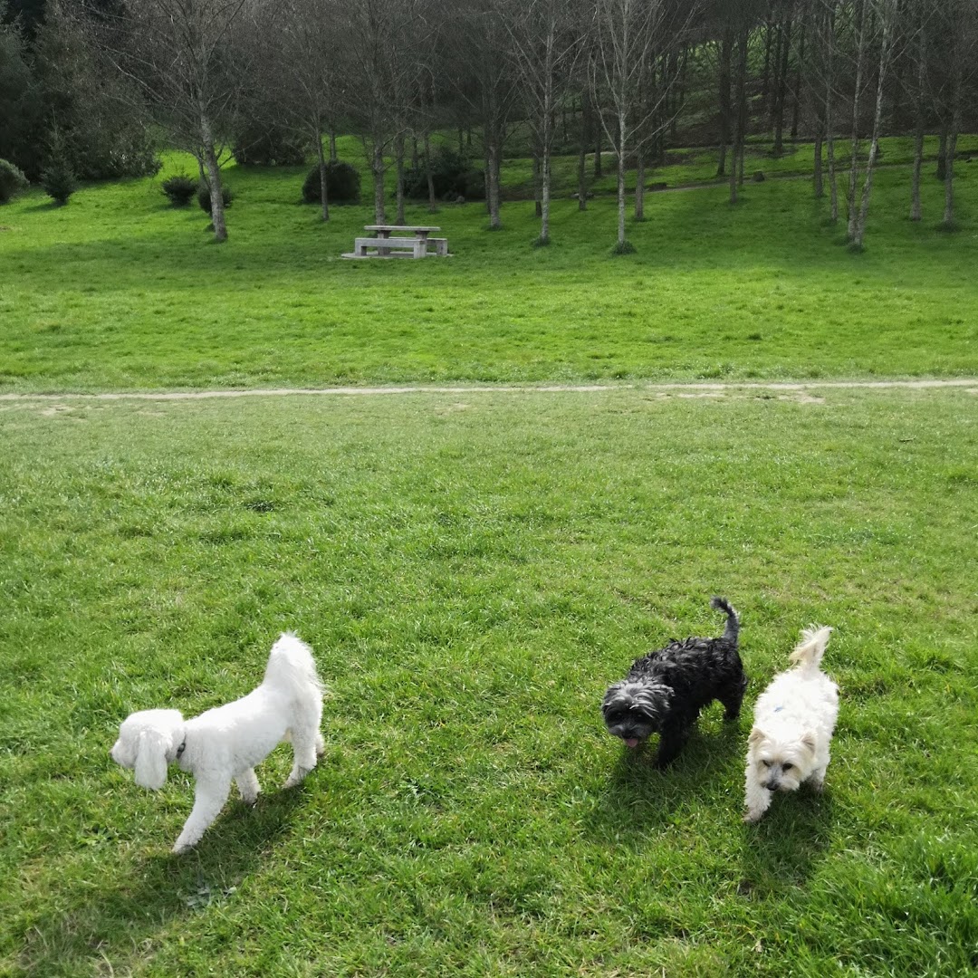 Doggy Dolittle Dog Walking