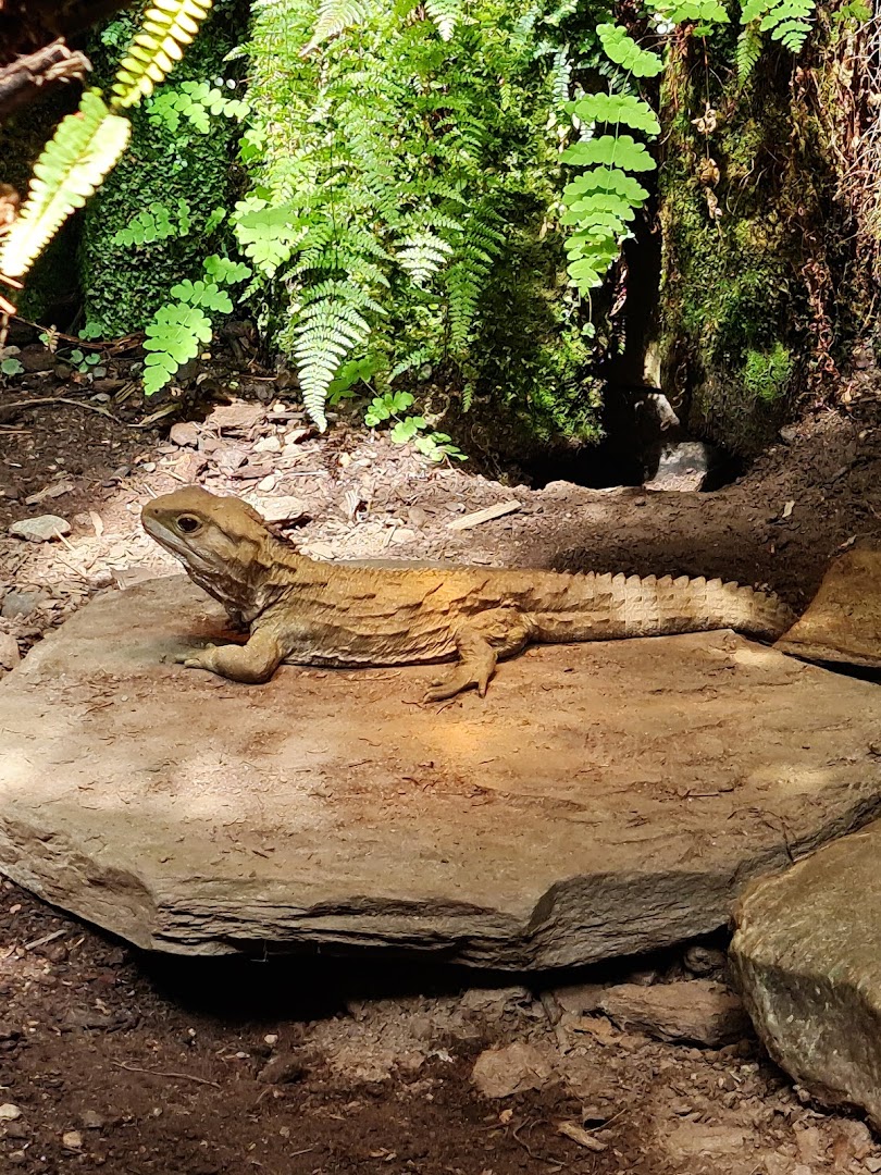 The National Kiwi Centre