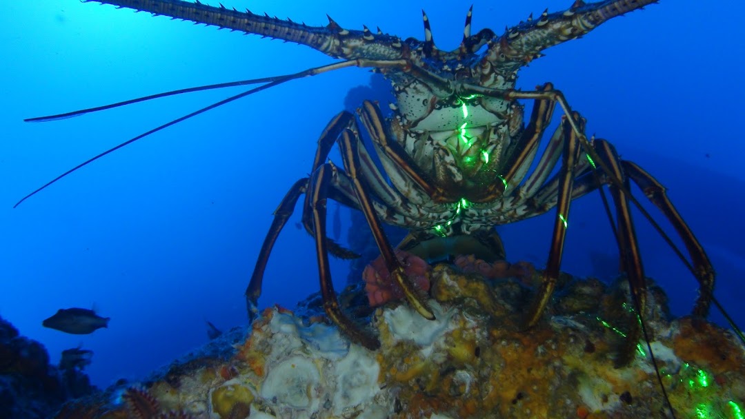 ROV NZ Limited