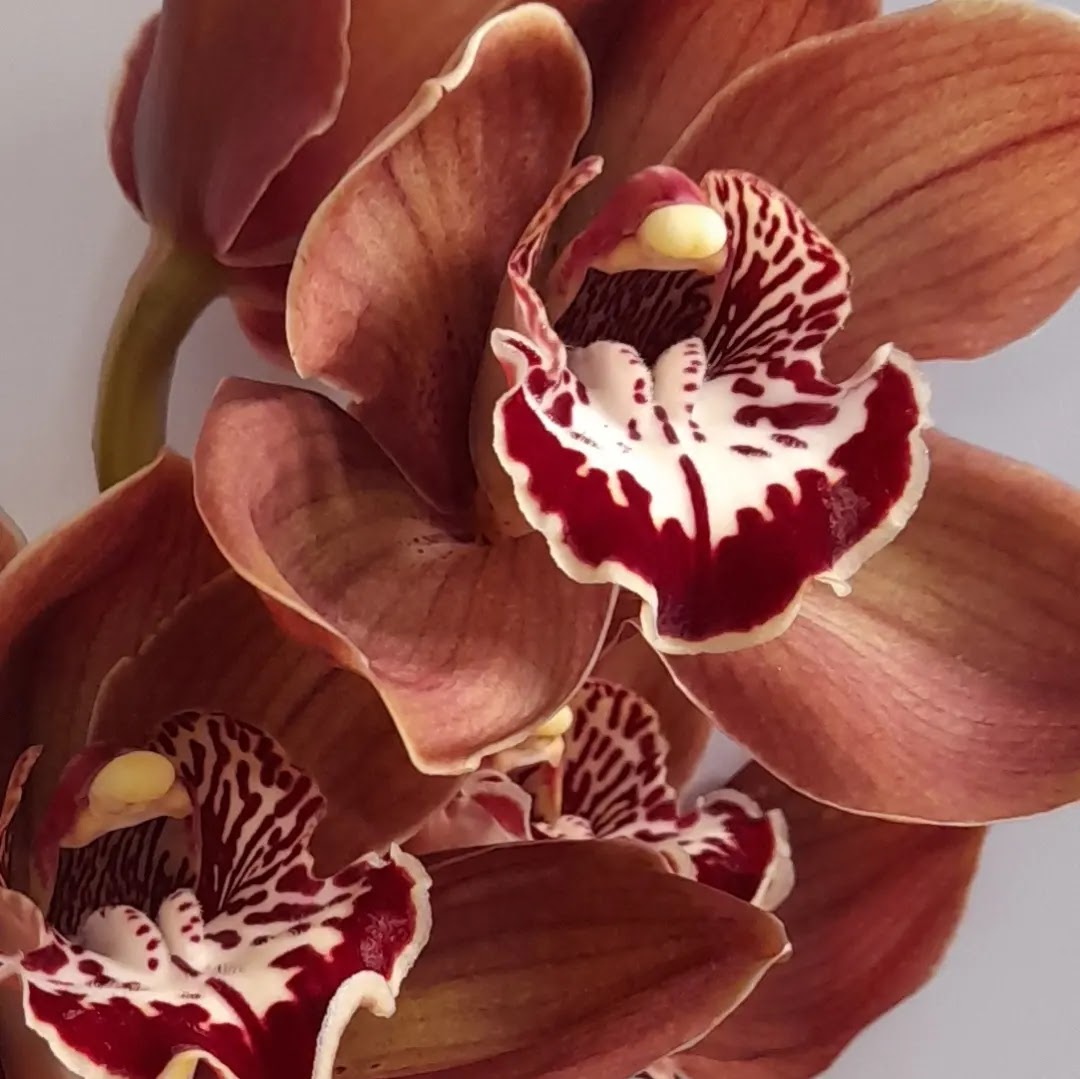 ART Fleur NZ