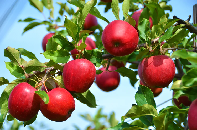 PickMee Fruit Company