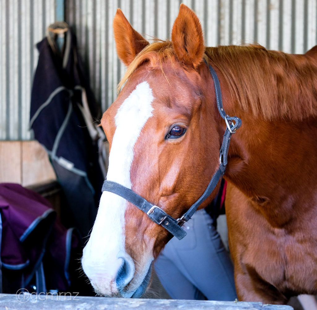 Waikato Equestrian Centre