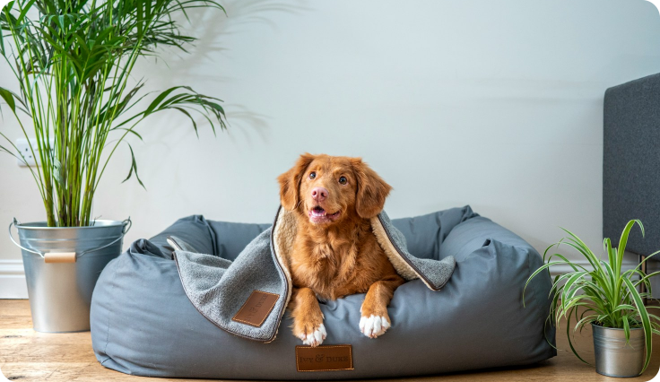 The Natural Pet Treat Company Ltd