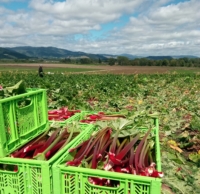 Western Harvest