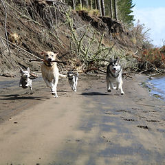 Wanderdogs
