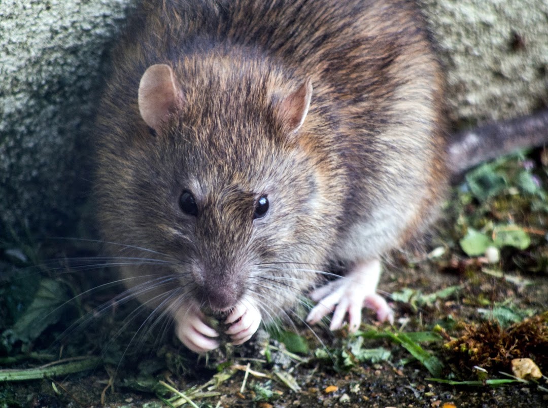 Summit Pest Control Dunedin and Mosgiel