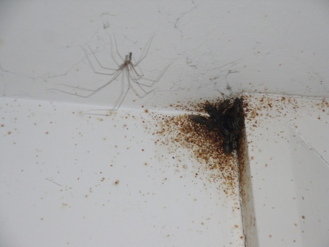 Elite Pest & Insect Control Ltd (EPIC)