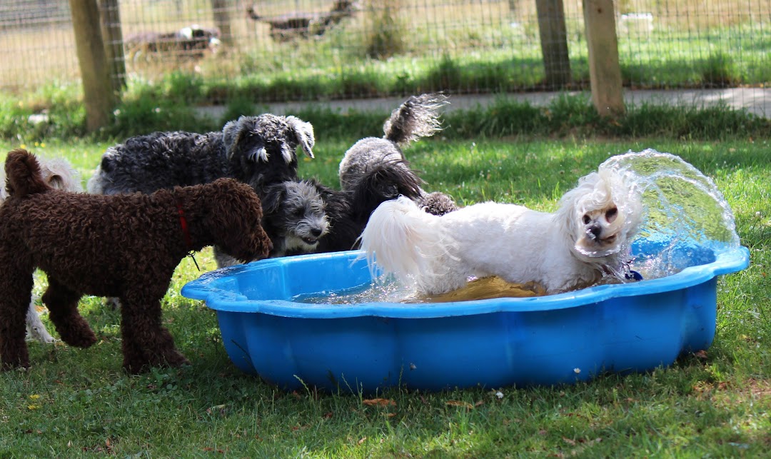 Four Foot Lodge Boarding Kennel & Cattery