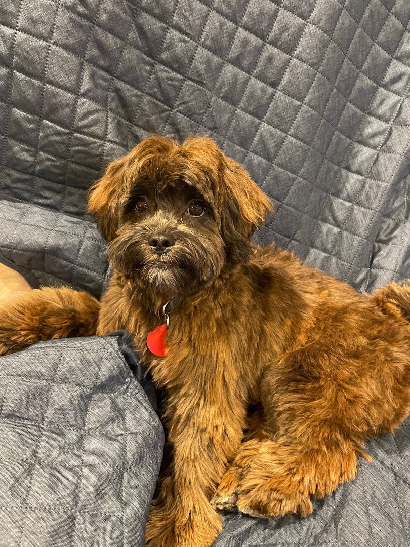 The Gentle Dog Groomer – West Auckland Dog Grooming