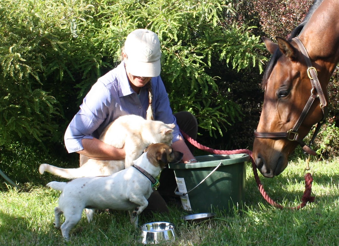 Pet Sitting Plus