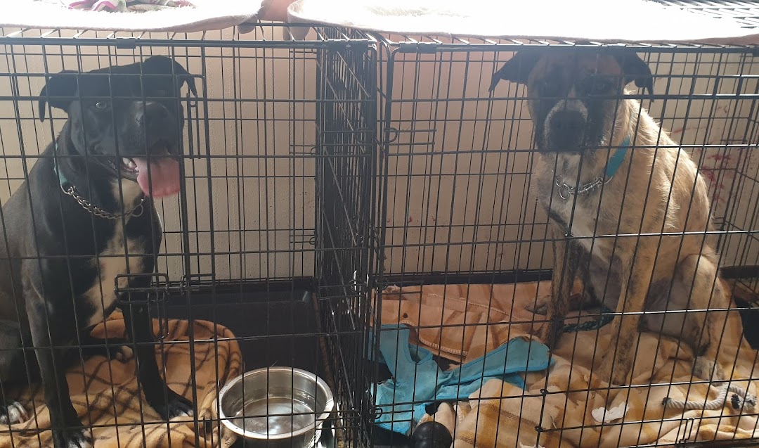 Dogs Are Us Training