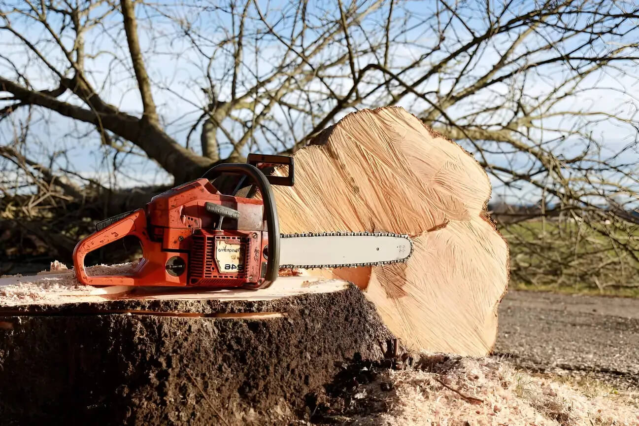 Tree Felling Auckland