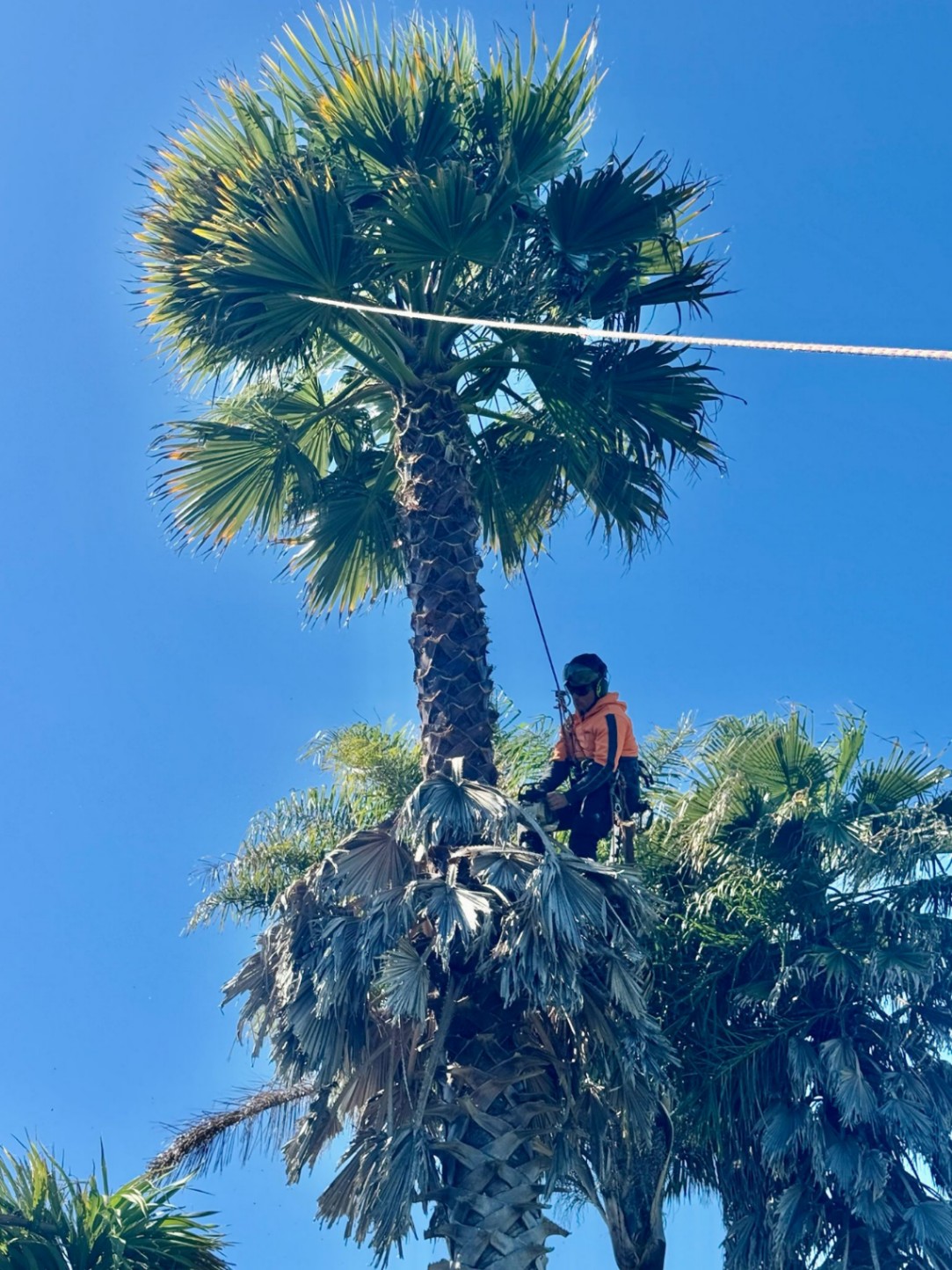 Arborist North Shore Auckland
