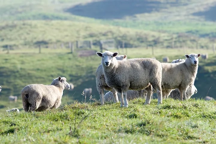 Animal Health Services VETS