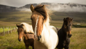 Bay of Plenty Equine Vets