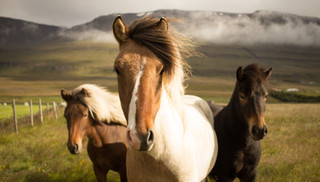 Bay of Plenty Equine Vets