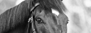 Cambridge Equine Hospital