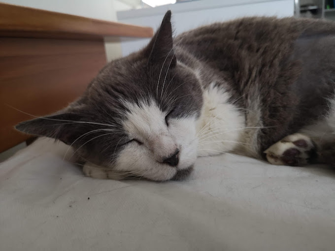 Cat Doctor North Shore