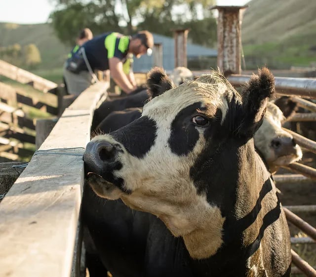 East Coast Farm Vets